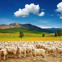Pixwords Bilden med får, sheeps, natur, berg, sky, moln, flock Dmitry Pichugin - Dreamstime