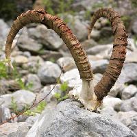 horn, stenar, djur Roman Pichshev (Pishevroman)