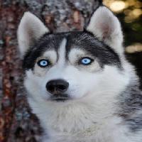 hund, ögon, blått, djur Mikael Damkier - Dreamstime