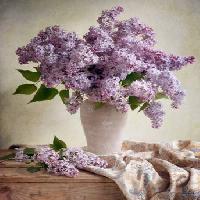 Pixwords Bilden med blommor, vas, lila, bord, tyg Jolanta Brigere - Dreamstime