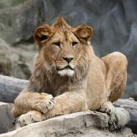 Pixwords Bilden med lejon, djur, wild, katt Marek Jelínek - Dreamstime