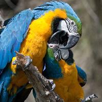Pixwords Bilden med papegoja, fågel, färg, fåglar Marek Jelínek - Dreamstime