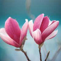 Pixwords Bilden med blomma, rosa Sofiaworld - Dreamstime