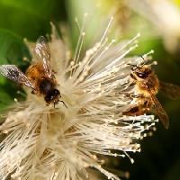 bin, natur, bi, polen, blomma Sheryl Caston - Dreamstime