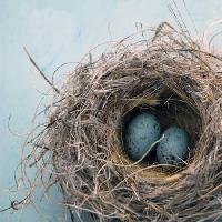 Pixwords Bilden med boet, ägg, fågel, blå, hem, Antaratma Microstock Images © Elena Ray - Dreamstime