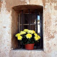 blommor, blomma, fönster, gul, vägg Elifranssens