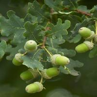 Pixwords Bilden med frukter, träd, löv, grönt, trädgård Tomo Jesenicnik - Dreamstime