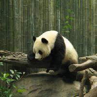 Pixwords Bilden med panda, björn, liten, svart, vit, trä, skog Nathalie Speliers Ufermann - Dreamstime