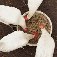 Pixwords Bilden med kycklingar, äta, mat, skål, vit, korn, vete Alexei Poselenov - Dreamstime