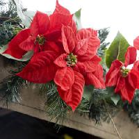 Pixwords Bilden med julstjärnor, blomma, rött, trädgård, växter, jul Jose Gil - Dreamstime