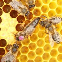 Pixwords Bilden med bin, bikupa, djur, insekter, insekt, djur, honung Rtbilder