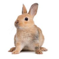 Pixwords Bilden med kanin, öron, djur Isselee - Dreamstime