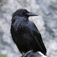 Pixwords Bilden med fågel, svart, topp Matthew Ragen - Dreamstime
