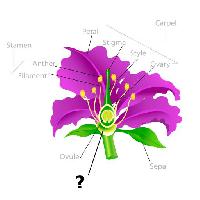 Pixwords Bilden med växt, teckning, ståndare, kronblad, glödtråd, ägg Snapgalleria