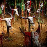 Pixwords Bilden med huvud, skalle, skallar, blod, träd, djur Victor Zastol`skiy - Dreamstime