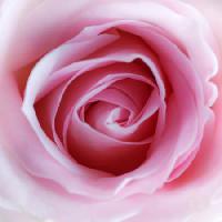 Pixwords Bilden med blomma, rosa Misterlez - Dreamstime