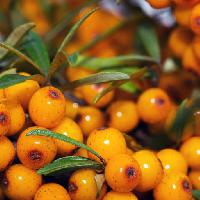 Pixwords Bilden med frukter, gult, orange, frukt, grönt dgstudio