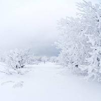 Pixwords Bilden med vinter, vit, träd Kutt Niinepuu - Dreamstime