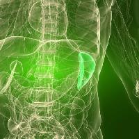 Pixwords Bilden med organ, mänskliga, man Sebastian Kaulitzki - Dreamstime