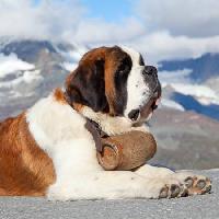Pixwords Bilden med hund, fat, berg Swisshippo - Dreamstime