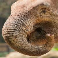 Pixwords Bilden med trumf, näsa, stam, elefant Imphilip - Dreamstime
