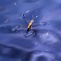 bugg, insekt, vatten, flyta, blå Sergey Yakovlev (Basel101658)
